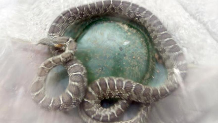 Una serpiente hallada en Santa Gertrudis en 2012.
