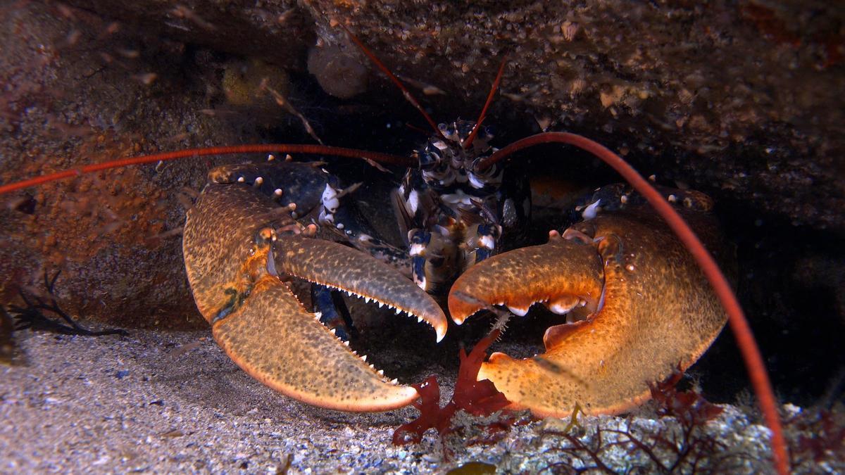 «Islas Cíes: Biodiversidad amenazada». La desaparición de las langostas en los años 80 es un ejemplo de la necesidad de reservas marinas