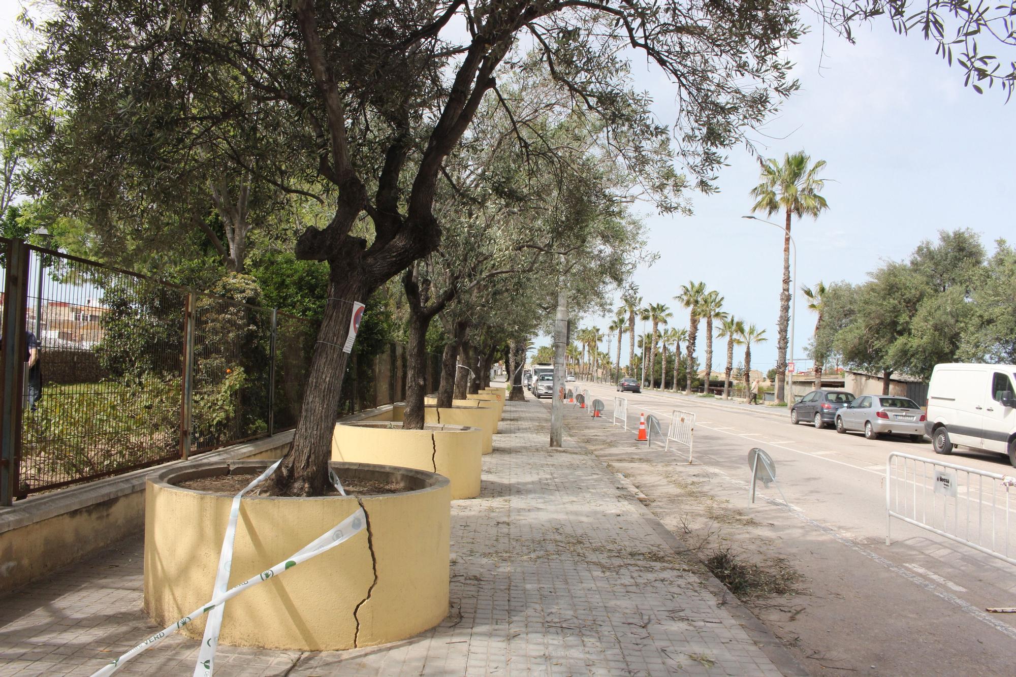 Los desbordados olivos de Castellar-Oliveral