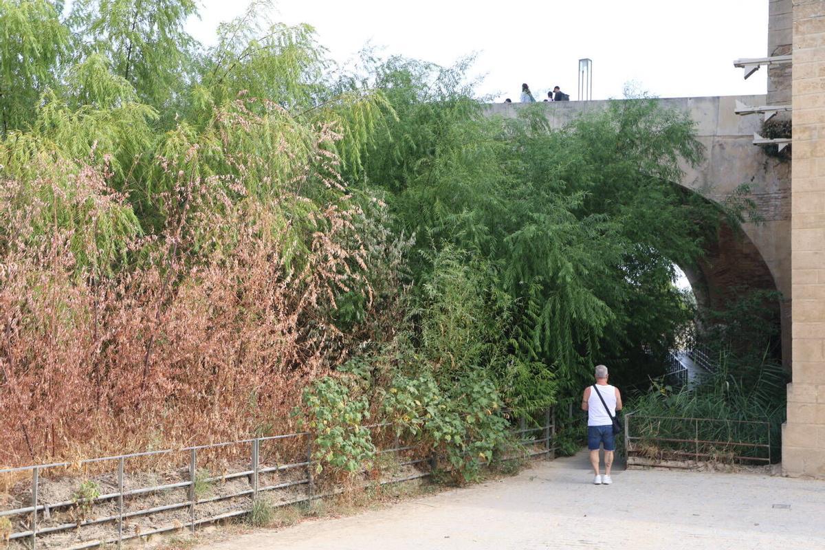 La vegetación toma el Puente Romano