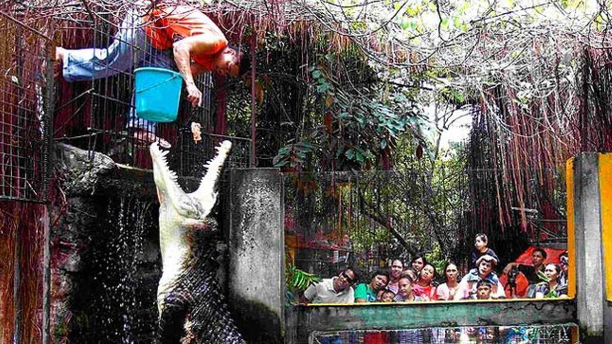 Un guàrdia del zoològic Malabón de Filipines alimenta el cocodril durant el dia del Medi Ambient.