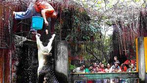 Un guàrdia del zoològic Malabón de Filipines alimenta el cocodril durant el dia del Medi Ambient.