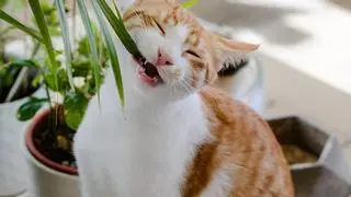 ¡Alerta! Estas plantas son tóxicas para los gatos