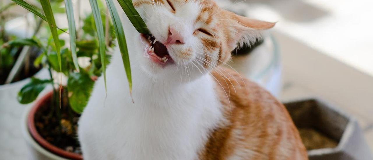 ¡Alerta! Estas plantas son tóxicas para tus gatos
