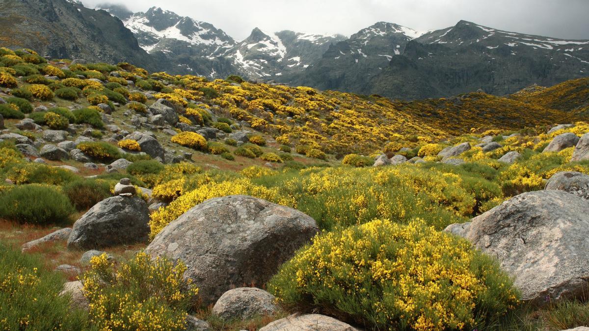 Piorno en Flor, Gredos