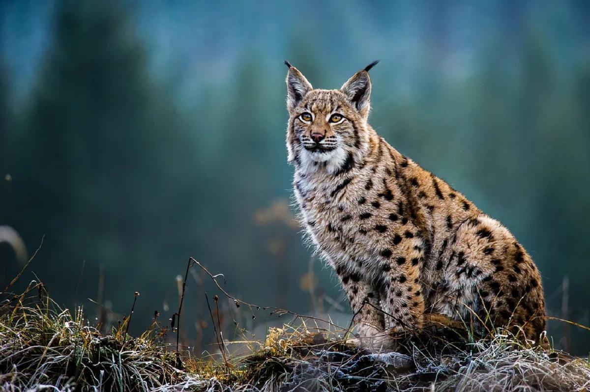 Imagen de un lince euroasiático