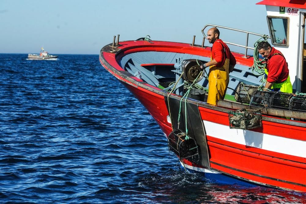 El pulpo, esquivo en Arousa