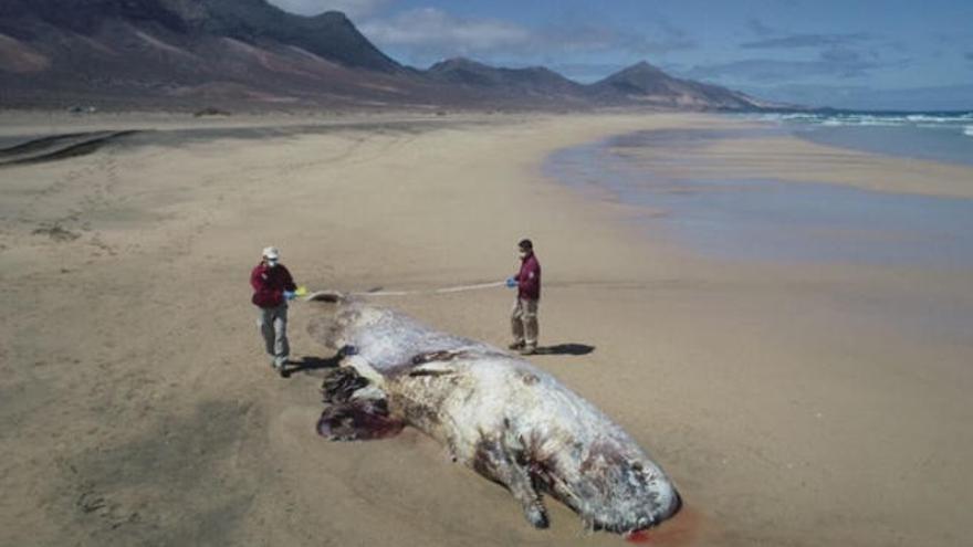 Ejemplar de cachalote varado en Fuerteventura.