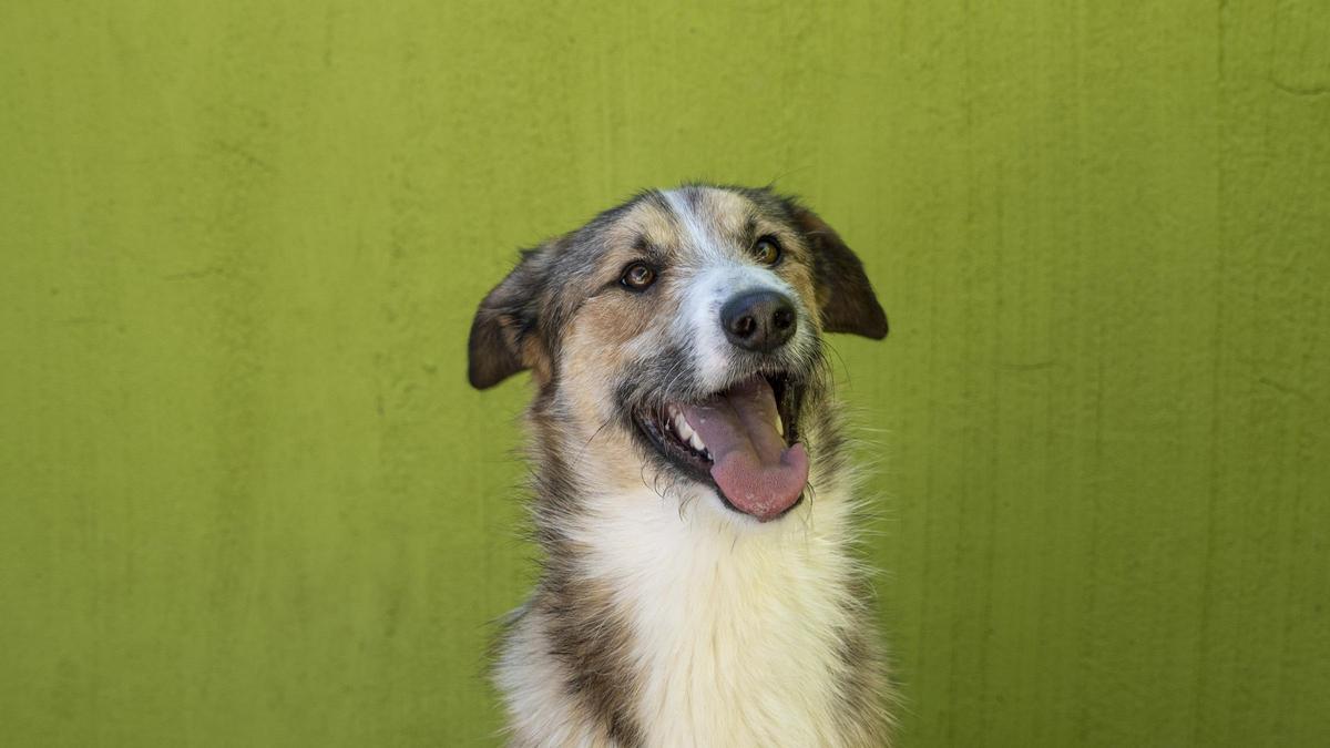 Pinpin, un mestizo jovial y obediente de apenas 13 meses.