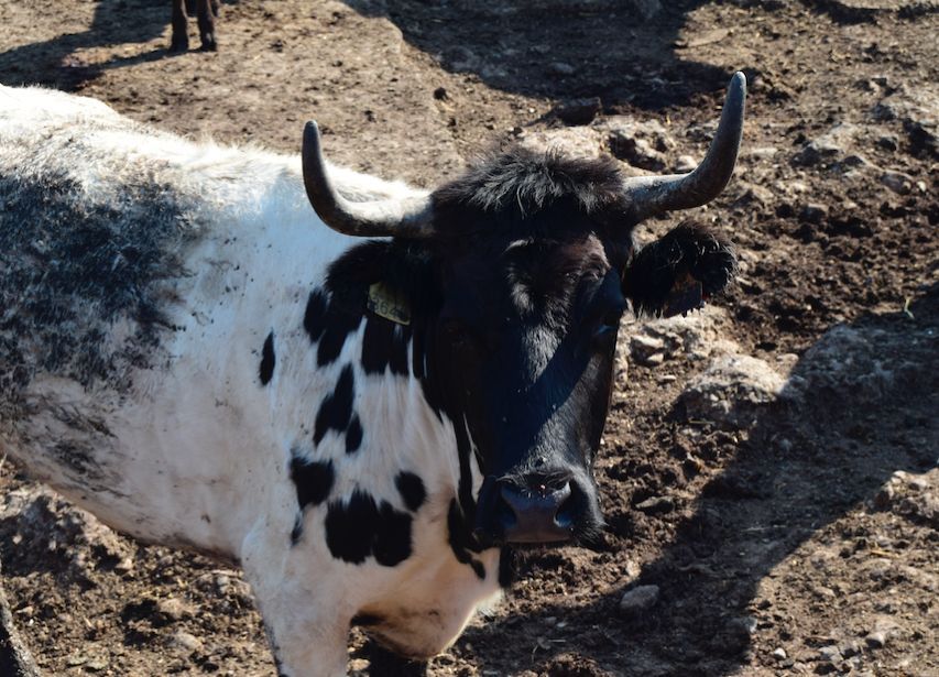 Peris y Machancoses, dos ganaderías de bous al carrer que resisten la falta de festejos