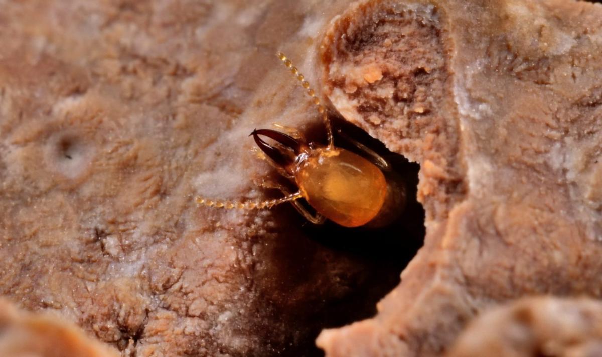 Una termita soldado subterránea asiática (Coptotermes gestroi) alimentándose de madera.