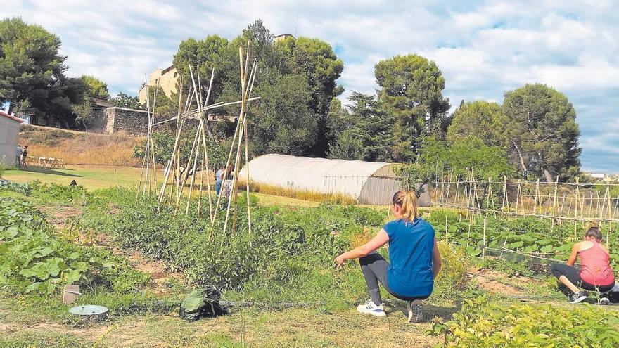 Com mantenir, conrear i cuidar un hort a casa
