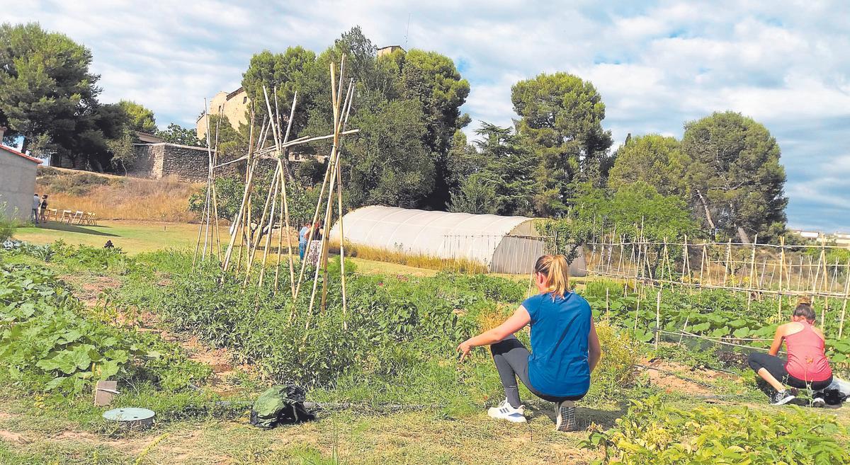 Un hort requereix sempre molta atenció.