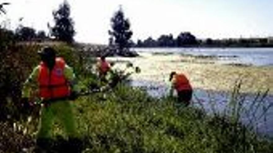 Operarios comienzan a retirar el camalote del río Guadiana