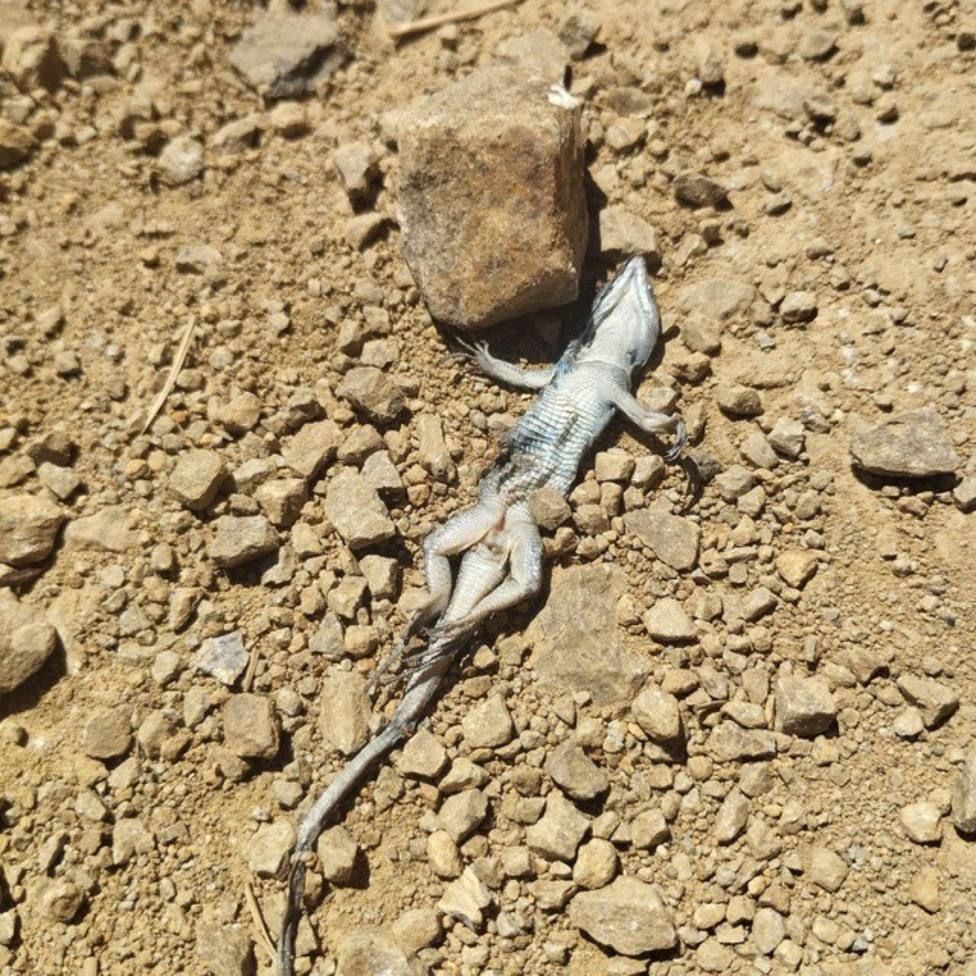 Lagarto muerto en el entorno del Roque Nublo