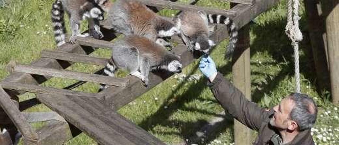 Los lemures del zoo con el conservador del zoo.