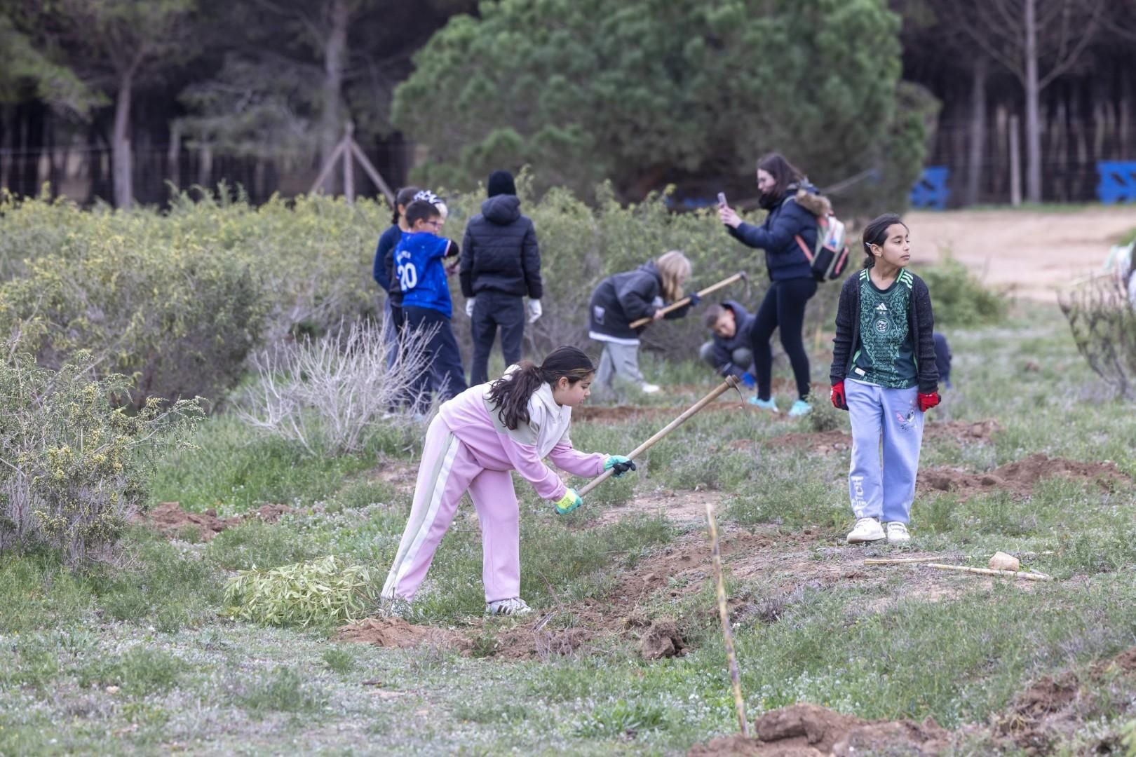 Jornada escolar plantación de especies autóctonas junto al parque natural de las lagunas de Torrevieja y La Mata