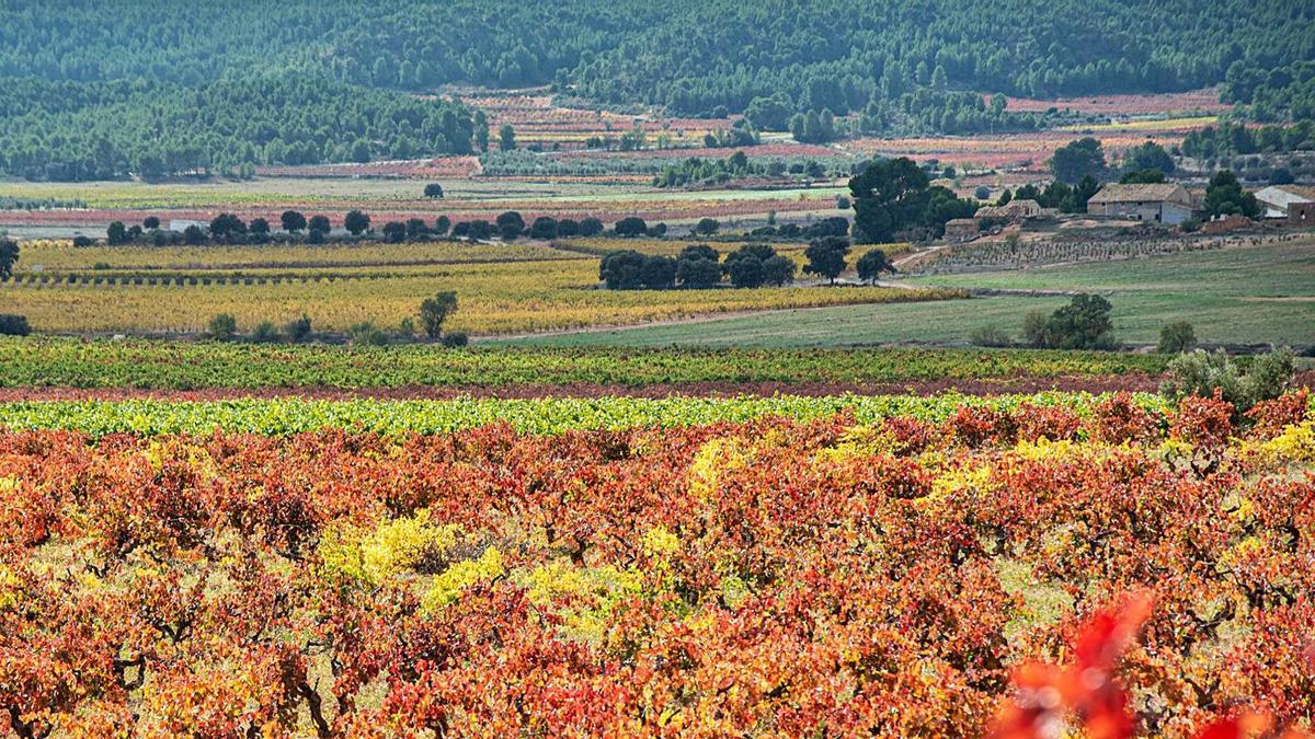 Campos de vid a principios de otoño, 
cuando el campo pasa del verde del 
verano a los ocres y burdeos. |  LEVANTE-EMV