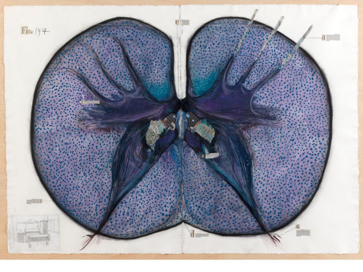 Rossana Zaera. 'Figura 147'. Tinción, 2007. Corte transversal de la médula espinal