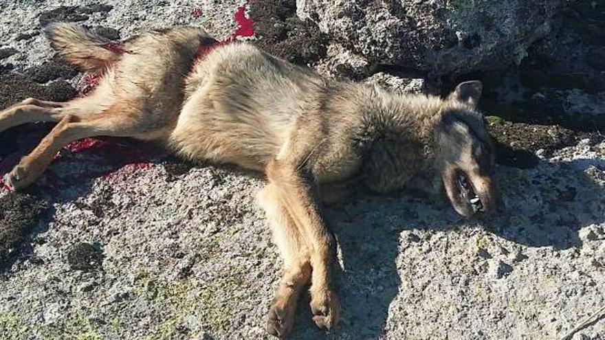 Tres detenidos por matar dos lobos durante una montería en Tornadizos (Ávila)