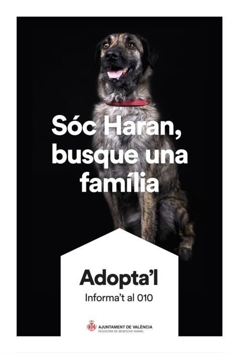 València pone cara y nombre a los perros de Benimàmet que buscan familia de adopción