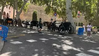 Denunciarán por maltrato animal al Ayuntamiento de Palma por no detener la actividad de las galeras pese a la alerta por altas temperaturas