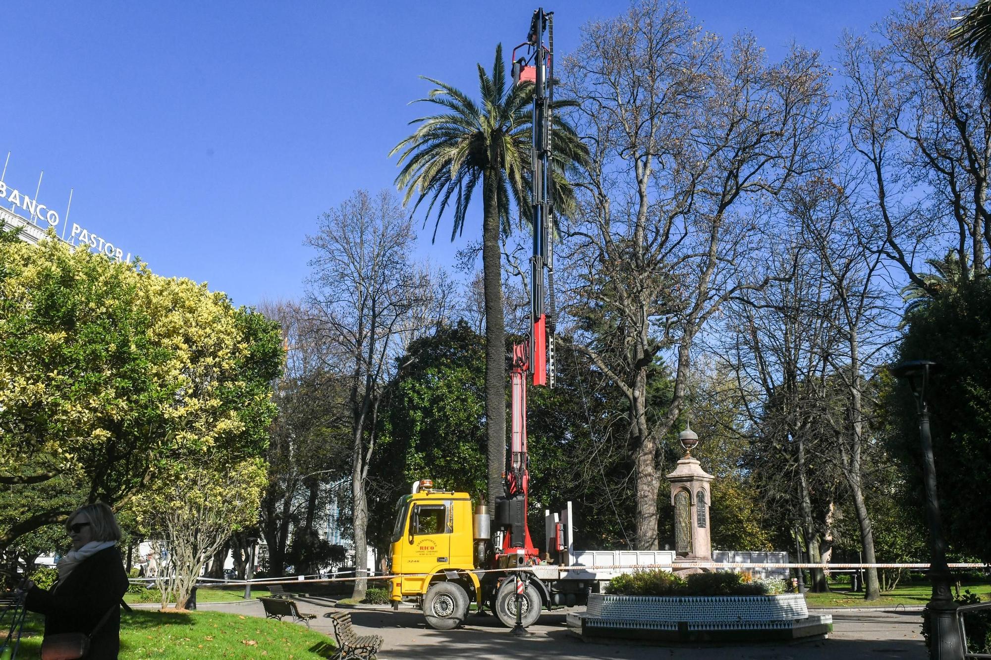 'Medicinas' contra el picudo rojo para las palmeras de A Coruña