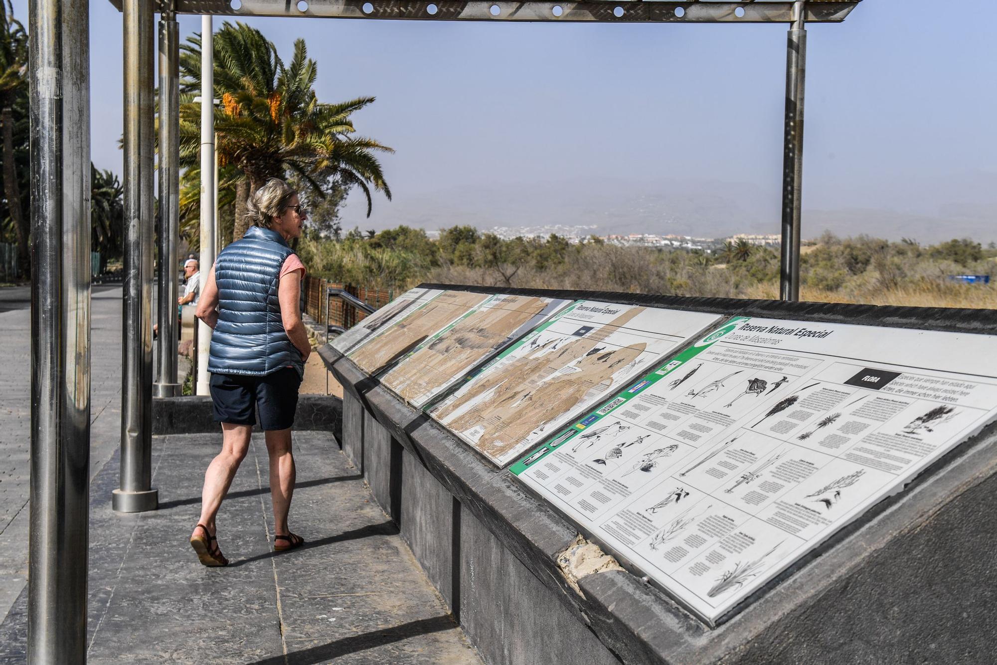 Avistamiento de fauna en la charca de Maspalomas