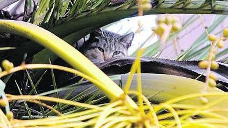 La gata de La Magdalena, ayer, aún en la palmera antes de ser rescatada.