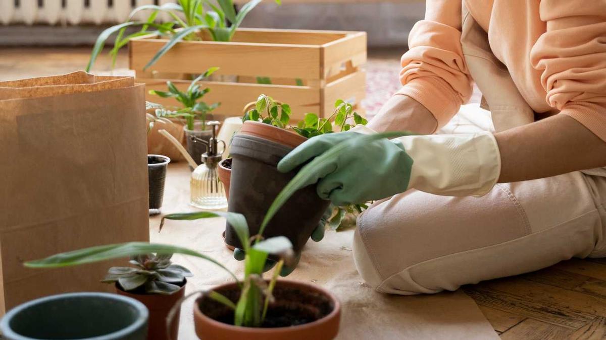 Les gelades no han de ser un problema per a les plantes de casa.