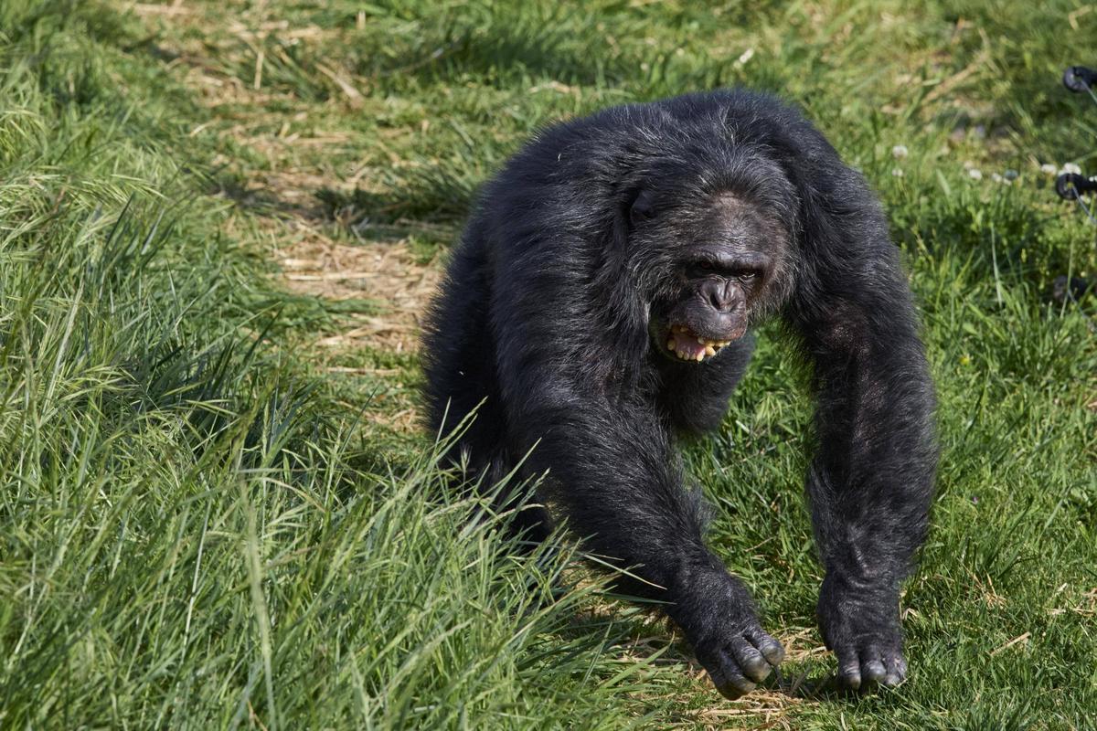 La Fundació Mona, ubicada a Riudellots de la Selva
