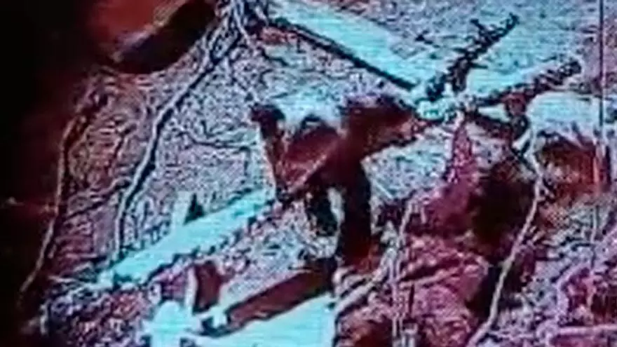 La  cría de oso rescatada tras un incendio en Yernes y Tameza y Grado se "recupera favorablemente"