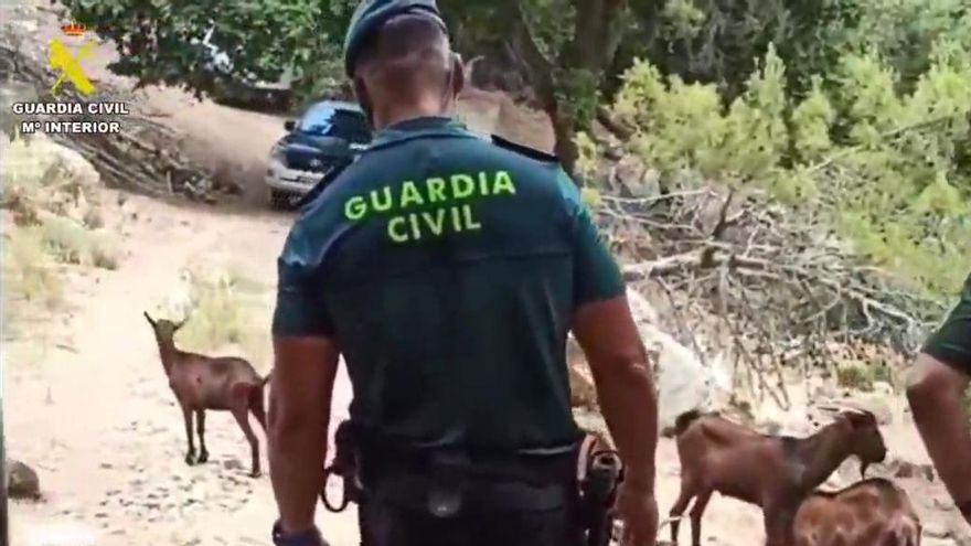 Die Guardia Civil berfreite rund 50 Wildziegen