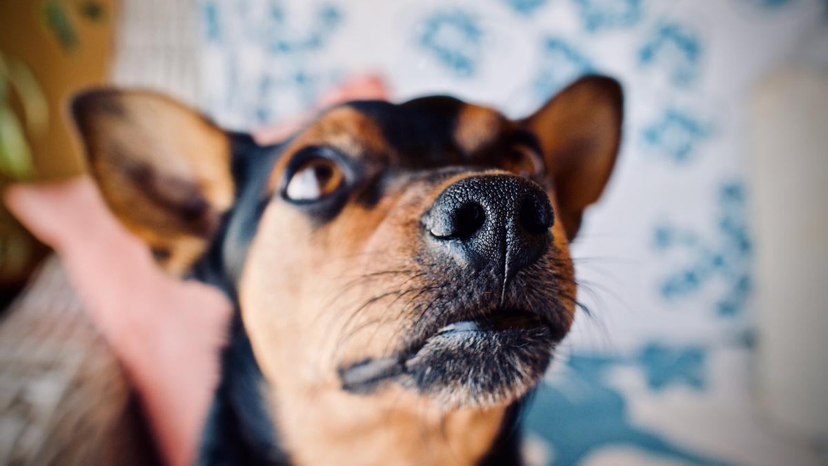 Estas son las utilidades de los bigotes de los perros.