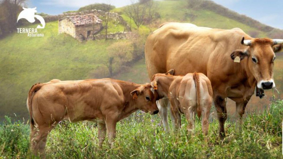 Cartel de Ternera Asturiana IGP.