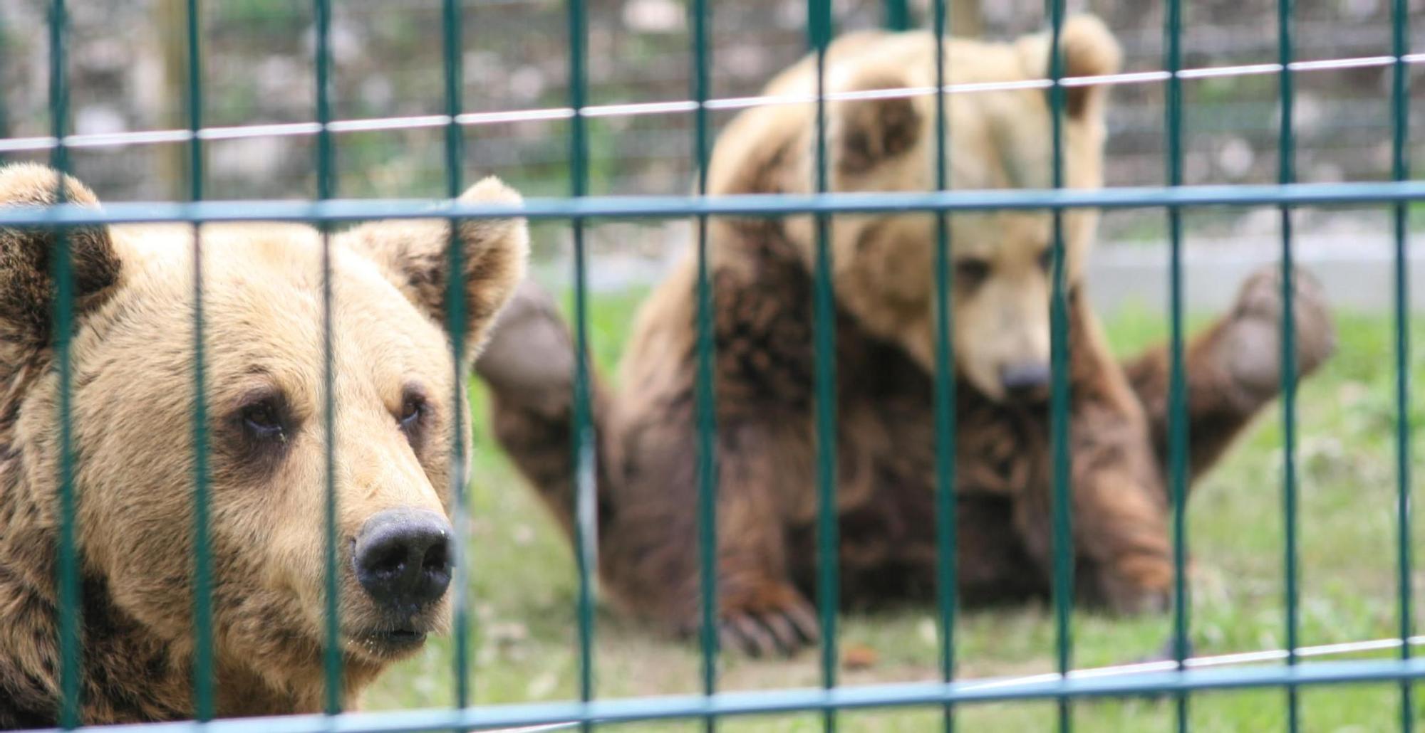 EN IMÁGENES: Así fue la vida de la osa "Paca" en el cercado de los Valles del Trubia