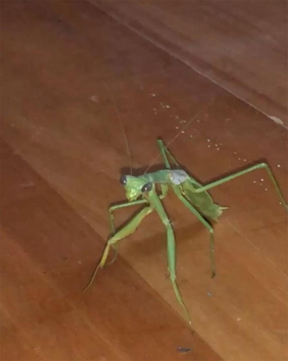 Insecto palo en el Instagram de Amaia
