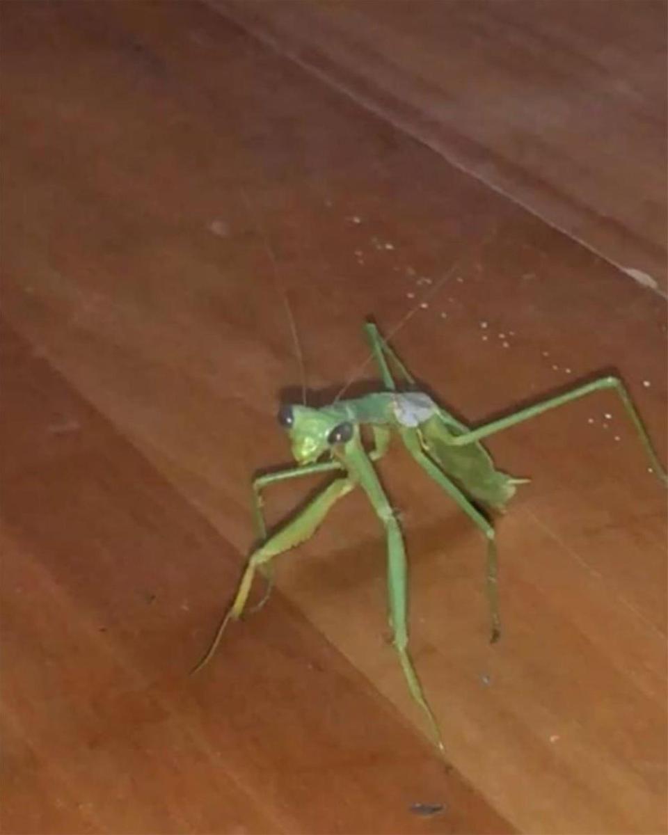 Insecto palo en el Instagram de Amaia