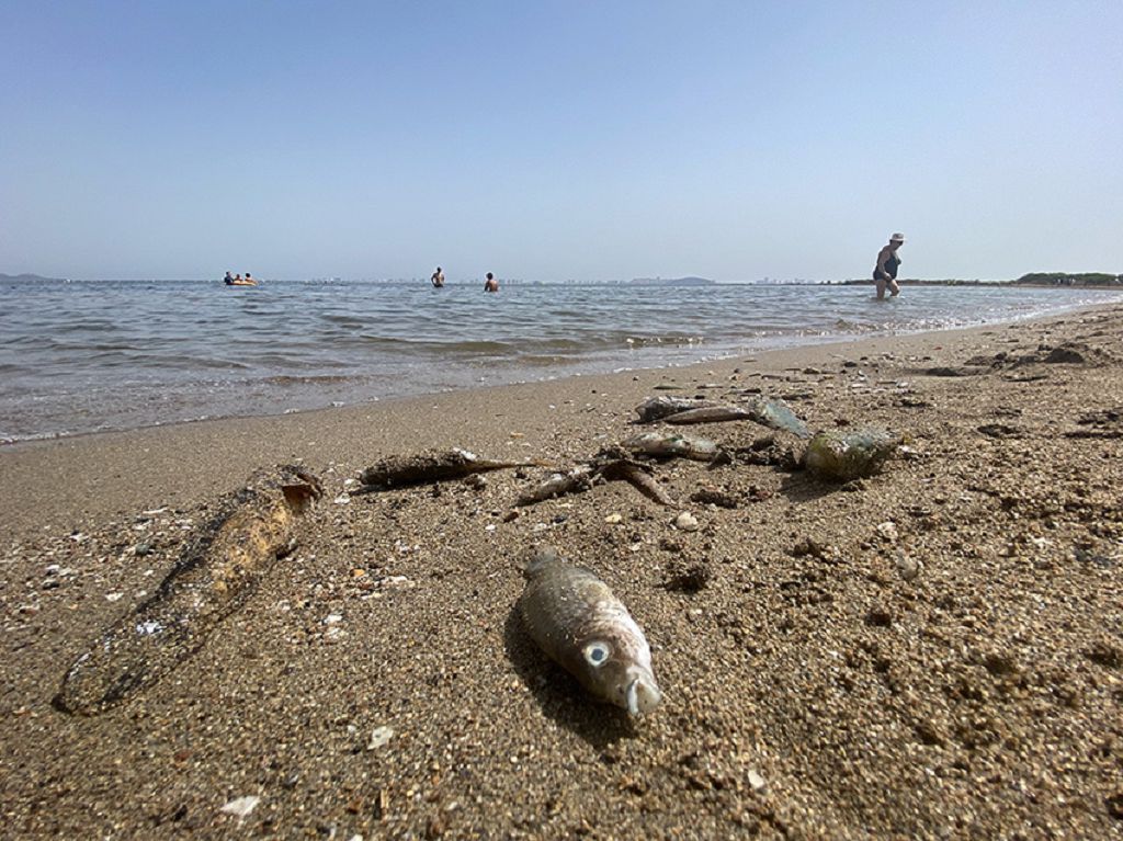 Así han amanecido las playas del Mar Menor