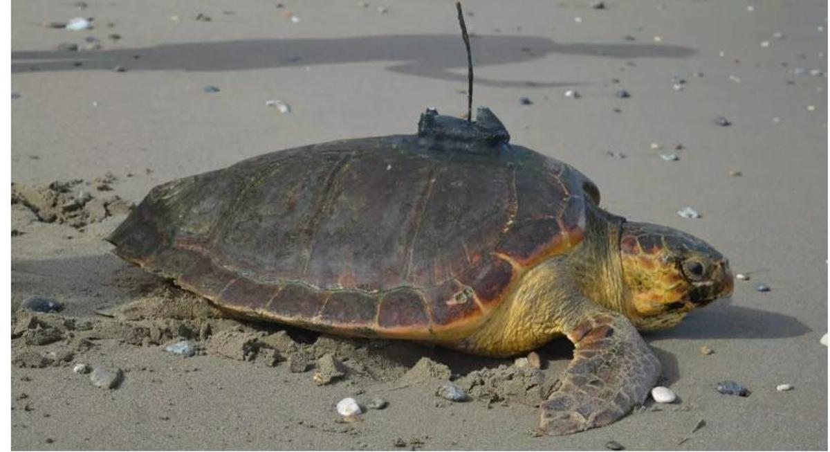 La tortuga Diana, equipada amb el seu dispositiu de rastreig