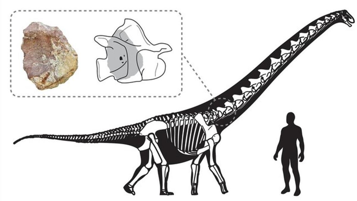 Imagen de la vértebra de titanosaurio recuperada en el Berguedà y reconstrucción de su posición