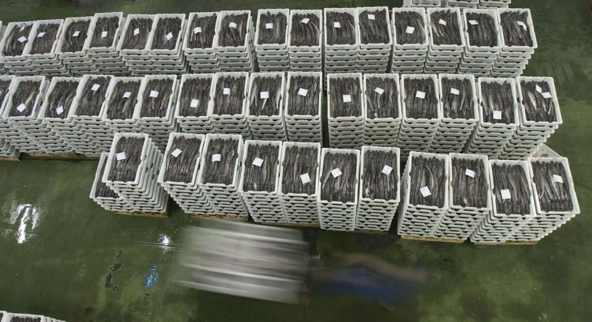 Cajas de merluza apiladas en la rula de Avilés, en una imagen de archivo.