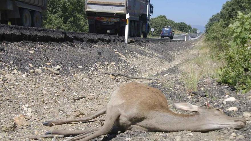 Un ciervo atropellado al lado de la carretera, una imagen frecuente en la N-631.