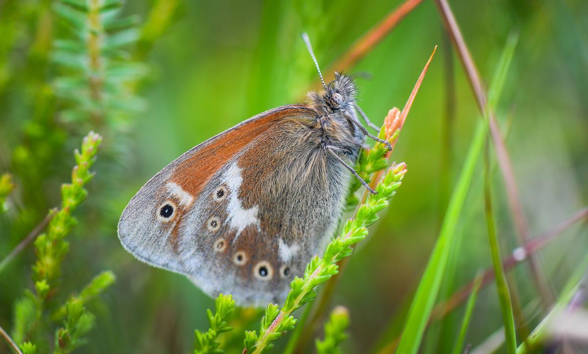 Una de las mariposas autóctonas que los investigadores han podido introducir en Manchester, Reino Unido