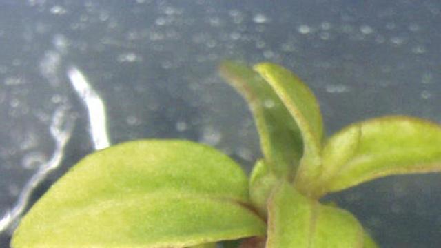 Árboles idénticos a partir de una célula de la hoja o la yema |  Para llevar a cabo el proyecto, los científicos del CSIC emplearon material vegetal de ejemplares de eucaliptos seleccionados en base a sus características de crecimiento y producción de biomasa. A partir de hojas y yemas de brotes establecidos in vitro, lograron la inducción de embriones somáticos que conservan íntegramente el genotipo de la planta donante cuando germinan.