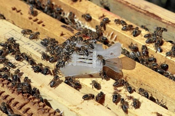 Pau Ixent Queralt und Biel Coll sind die einzigen Züchter von Bienenköniginnen auf der Insel. Ein Besuch auf den Wiesen von Son Berga bei Alaró