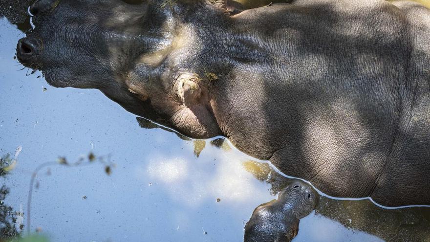 El nacimiento de un hipopótamo se suma al &#039;baby boom&#039; en Bioparc