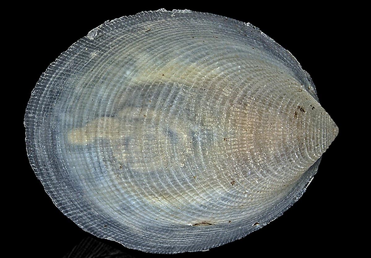 Veleropilina gretchenae.