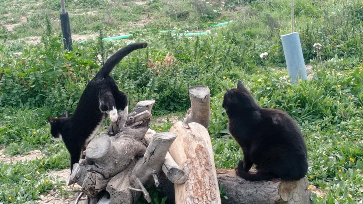 Dos felinos juegan en El Guano, el espacio reservado para las colonias ferales en Zaragoza.