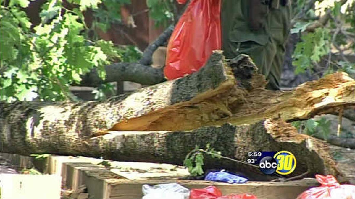 Mueren dos niños en Yosemite al caer una rama de árbol sobre su tienda